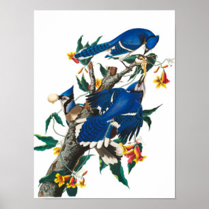 Blue Jay von John James Audubon Poster