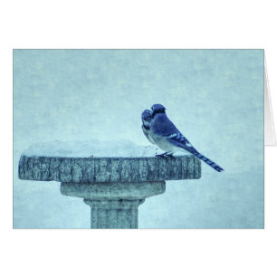 Blue Jay Winter Fütternd Painterly Grußkarte