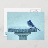 Blue Jay Winter Fütternd Painterly Postcard Postkarte (Vorne/Hinten)