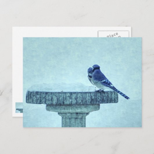 Blue Jay Winter Fütternd Painterly Postcard Postkarte (Vorne/Hinten)