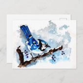 Blue Jay Winter Postkarte (Vorne/Hinten)