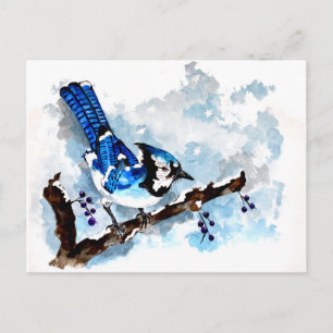 Blue Jay Winter Postkarte