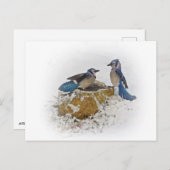 Blue Jays in Winter Postkarte (Vorne/Hinten)