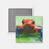 Blue Jean Frog Magnet (Vorderseite/Rückseite)