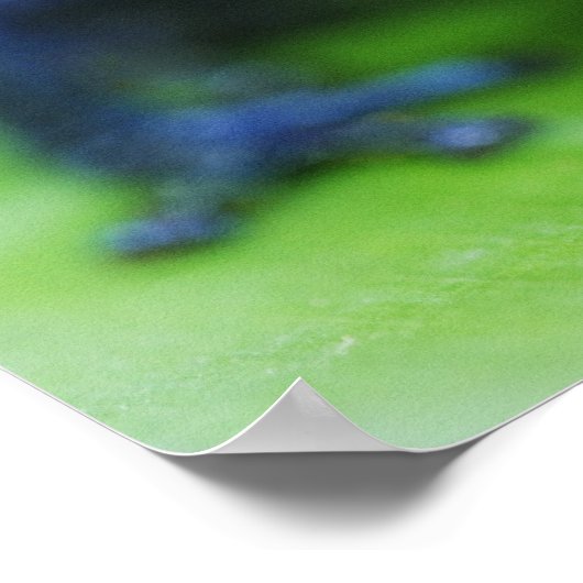 Blue Jean Frog Poster (Ecke)