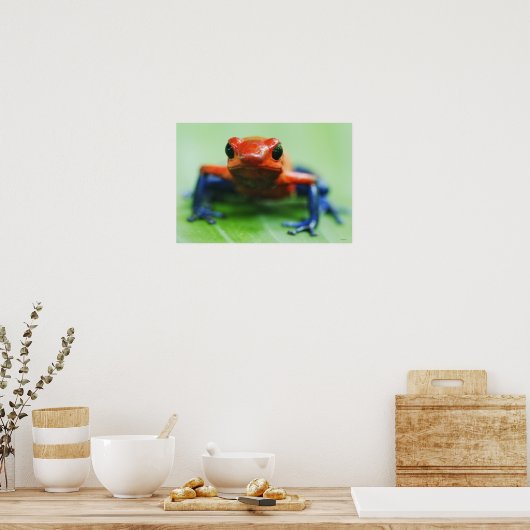 Blue Jean Frog Poster (Küche)
