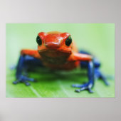 Blue Jean Frog Poster (Vorne)