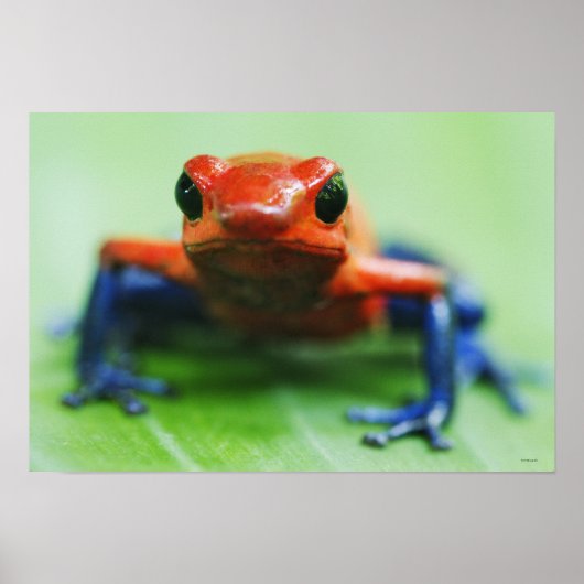 Blue Jean Frog Poster (Vorne)