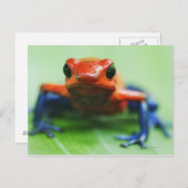 Blue Jean Frog Postkarte (Vorne/Hinten)