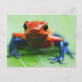 Blue Jean Frog Postkarte (Vorderseite)