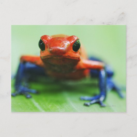 Blue Jean Frog Postkarte (Vorderseite)