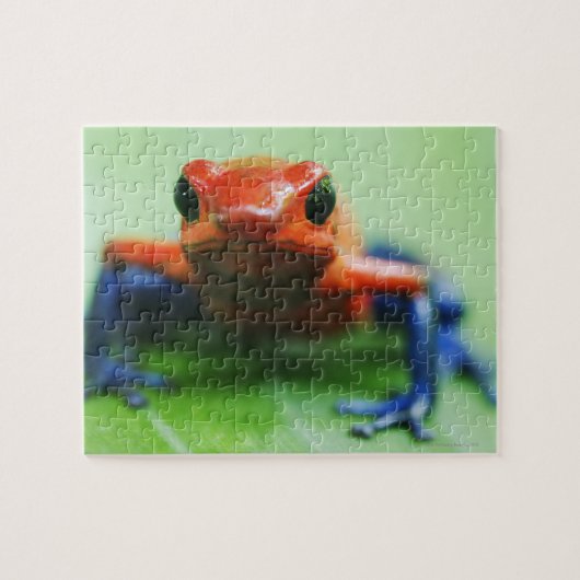 Blue Jean Frog Puzzle (Horizontal)