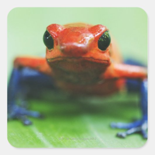 Blue Jean Frog Quadratischer Aufkleber (Vorderseite)