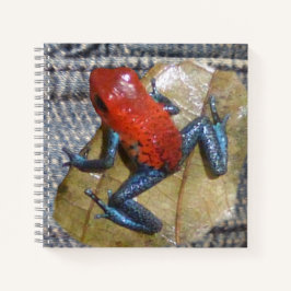 Blue Jeans Frosch Square Notebook Notizblock