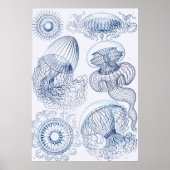 Blue Jellifish - Ernst Haeckel Poster (Vorne)