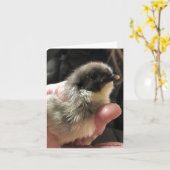Blue Jersey Giant Chick Karte (Gelbe Blume)
