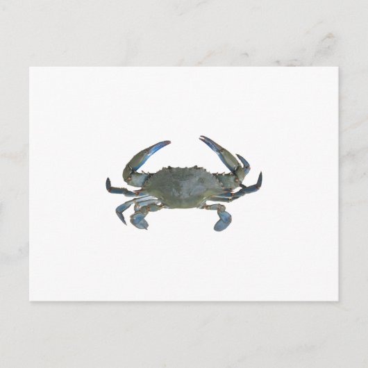Blue "Jimmy" Crab Postkarte (Vorderseite)