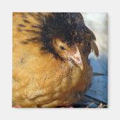 Blue Jr Magnet (Vorne)