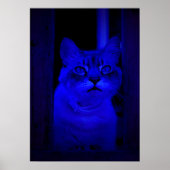 Blue Kitty Poster (Vorne)