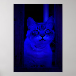Blue Kitty Poster