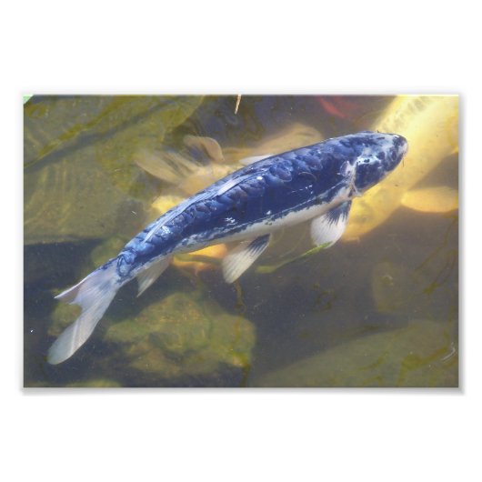 Blue koi print fotodruck (Vorne)