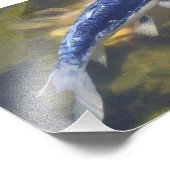 Blue koi print fotodruck (Ecke)