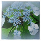 Blue Lace Cap Hydrangea Blume Fliese (Vorderseite)