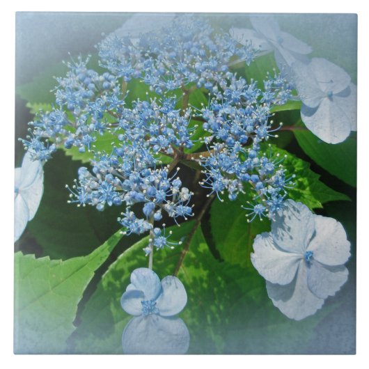 Blue Lace Cap Hydrangea Blume Fliese (Vorderseite)