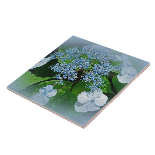 Blue Lace Cap Hydrangea Blume Fliese (Seite)