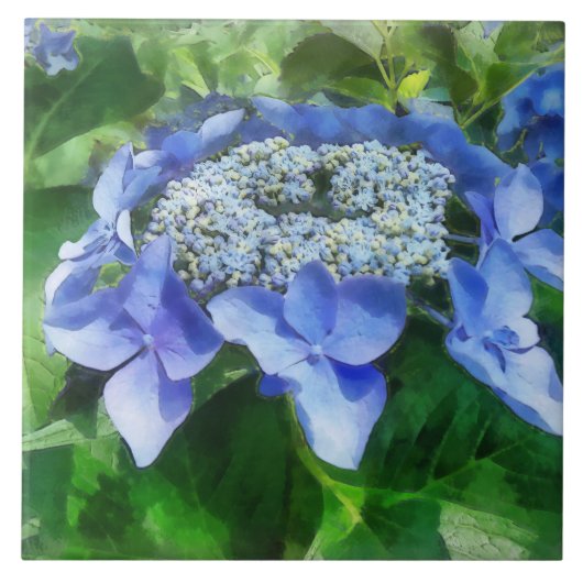 Blue Lace Cap Hydrangea Lasst uns Starlight tanzen Fliese (Vorderseite)