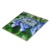 Blue Lace Cap Hydrangea Lasst uns Starlight tanzen Fliese (Seite)