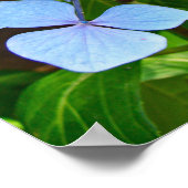 Blue Lace-Cap Hydrangea - Poster (Ecke)