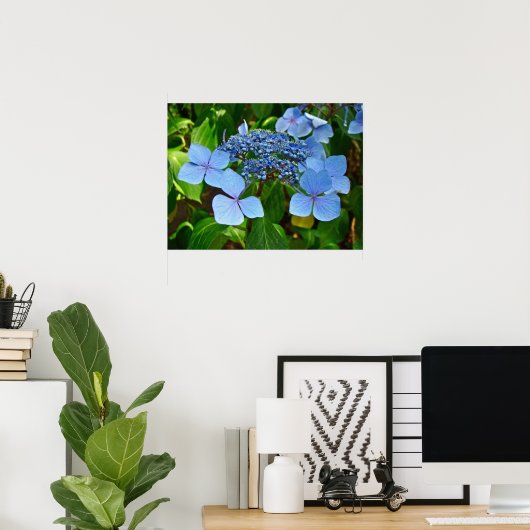 Blue Lace-Cap Hydrangea - Poster (Heimbüro)