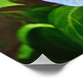 Blue Lace-Cap Hydrangea - Poster (Ecke)