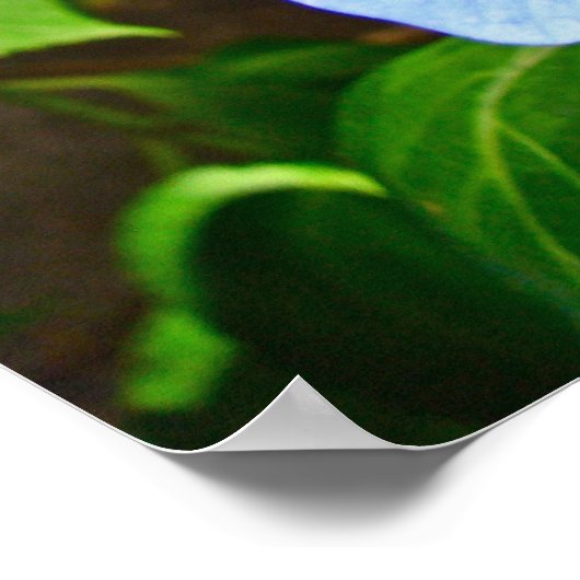 Blue Lace-Cap Hydrangea - Poster (Ecke)