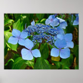Blue Lace-Cap Hydrangea - Poster (Vorne)