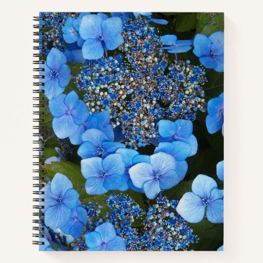 Blue Lacecap Hydrangea Bläschen-Notebook Notizblock (Vorderseite)