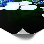 Blue Lacecap Hydrangea Blume Nah Poster (Ecke)