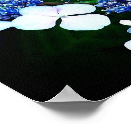 Blue Lacecap Hydrangea Blume Nah Poster (Ecke)