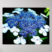 Blue Lacecap Hydrangea Blume Nah Poster (Vorne)