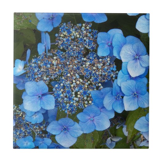 Blue Lacecap Hydrangea Floral Fliese (Vorderseite)