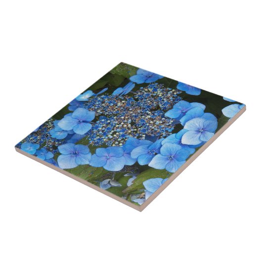 Blue Lacecap Hydrangea Floral Fliese (Seite)