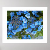 Blue Lacecap Hydrangea Floral Fotografie Poster (Vorne)