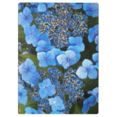 Blue Lacecap Hydrangea Floral Klemmbrett (Rückseite)