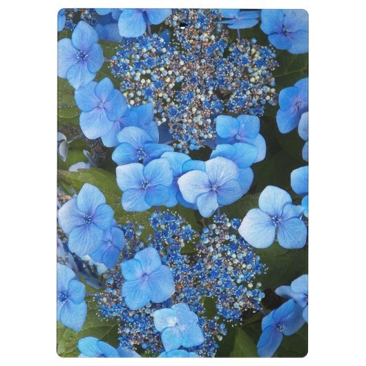 Blue Lacecap Hydrangea Floral Klemmbrett (Rückseite)