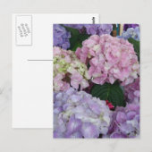 Blue Lavender Hydrangeas Postkarte (Vorne/Hinten)