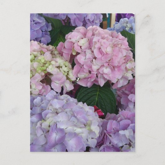 Blue Lavender Hydrangeas Postkarte (Vorderseite)