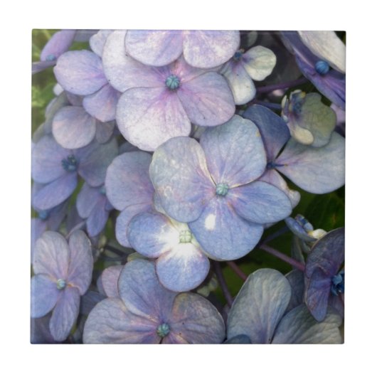 Blue Lila Hydrangea Keramik Tile Fliese (Vorderseite)