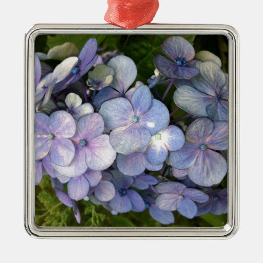 Blue Lila Hydrangea Silbernes Ornament (Vorne)