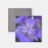 Blue Lila Iris Blume Magnet (Vorderseite/Rückseite)